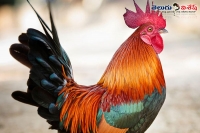 Cocks getting highest market rate on sankranti eve