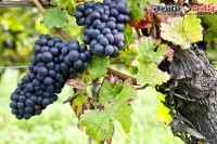 Grapes health beauty benefits home remedies