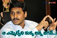 Ys jagan compare a mla as a dog