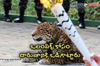 Jaguar is shot dead in rio olympic torch relay