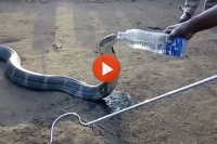 Angry king cobra is given water by botltle