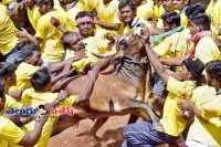 8 die in bull sports in krishnagiri