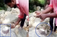 Monkey runs away with cake amid anniversary celebrations