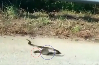 Mother rat chases away snake to protect baby video goes viral