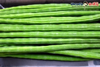 Munaga leaves drumsticks health benefits home remedies
