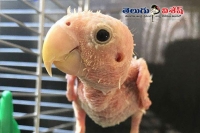 Naked bird with rare illness captures hearts