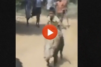 Boy rides pig east godavari