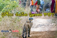 Elderly sent to forests as tiger prey for compensation
