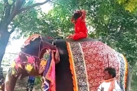 Baba ramdev falls off elephant while performing yoga video goes viral