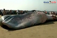 30 foot whale dead on mumbai s juhu beach
