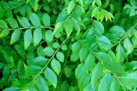 Health benefits curry leaves home remedies