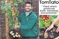 Thompson and morgan company developed tomtato