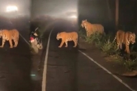 Anand mahindra shares viral video of two tigers crossing road at night