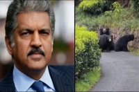 Anand mahindra shares scary video of bear charging towards a biker