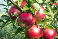 Healthy foods for blood pressure home remedies apple green tea blue berries