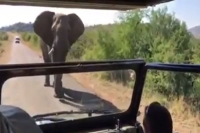 Arnold schwarzenegger charged by elephant