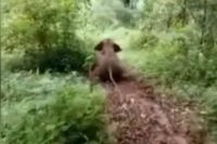 Baby elephant takes a ride down a slope on his stomach