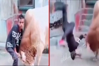 Young man tries bahubali ballaladeva stunt with ox watch what happens