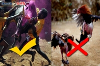 Central govt remove ban on jallikattu but cock fights in ap is not ok