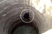 Green frontline warriors rescue two bears from well using ladder