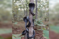 Three magnificent cobras coiled together photographed in maharashtra forest pics go viral