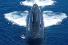 Ins sindhuratna failed in testing