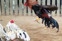Supreme court adjourned cockfight