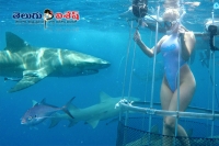 Porn star attacked by shark during shoot