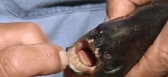 Piranha pacu ball eater