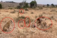 Amazing video lions trying to hunt leopard in africa s tanzania