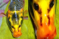 Fish with human face makes splash online