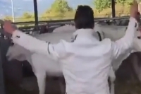 Man beats a cow with stick recieves immediate fruits of bad karma