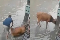Man saves cow from getting electrocuted internet says not all heroes wear capes