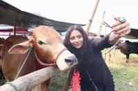 Here comes cowfie after selfie