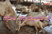 500 cows starve to death in rajasthan shelter