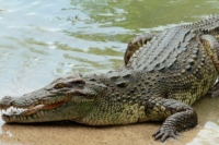 Crocodile in karimnagar pushkar ghat