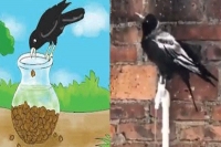 Skilled crow opening a tap to drink water leaves netizens impressed
