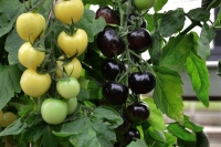 World s first black and white tomato plant created by british breeder