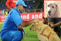 Dhoni to retire after india vs sri lanka 2nd odi in mohali