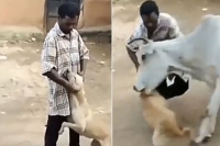 Video of a cow saving a dog being tortured by a man goes viral
