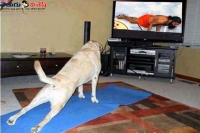 A dog doing yoga and following baba ramdev instructions
