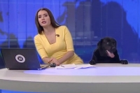 Dog interrupts news bulletin video seen by 3 million