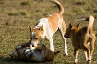 Dog sentenced to death for biting child in pakistan