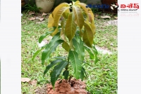 Mango trees instead of dowry inj gujarat