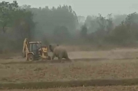 Viral video elephant and jcb machine engage in an intense fight
