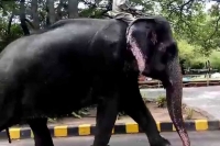 Hero ram charan adopted 83 year old elephant gajrani passes away