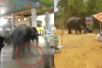 Temple elephant in tamil nadu tramples mahout to death
