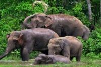Two elephants fall in well as their herd of 120 surround the area