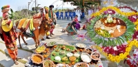 Sankranti festival special