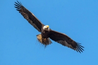 Talibans using birds as suicide bombers